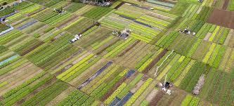 tra que village green field